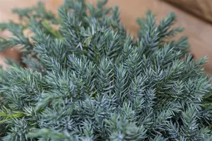 Juniperus squamata 'Blue Carpet' - LINERS 18 CEL TRAY P10,5 SIZE - image 4