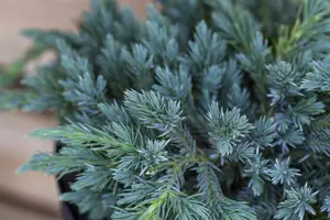 Juniperus squamata 'Blue Carpet' - LINERS 18 CEL TRAY P10,5 SIZE - image 5