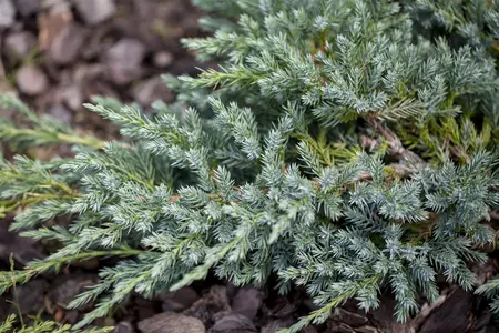 Juniperus squamata 'Blue Carpet' - LINERS 28 CEL TRAY P9 SIZE - image 3
