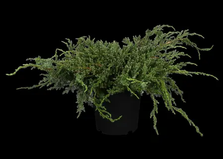 Juniperus squamata 'Blue Carpet' - 2 Ltr pot - image 5