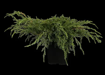 Juniperus squamata 'Blue Carpet' - 2 Ltr pot - image 3