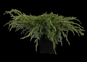 Juniperus squamata 'Blue Carpet' - 2 Ltr pot - image 3
