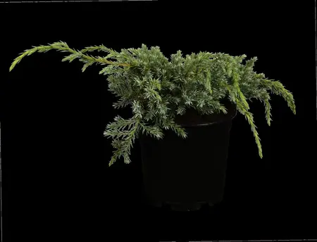 Juniperus squamata 'Blue Carpet' - 2 Ltr pot - image 4