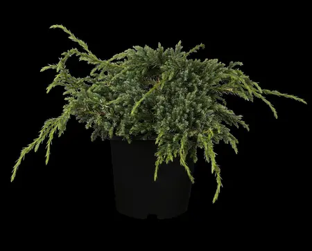 Juniperus squamata 'Blue Carpet' - 2 Ltr pot - image 2
