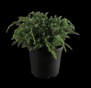 Juniperus squamata 'Blue Carpet'