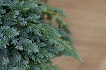 Juniperus squamata 'Blue Spider' - P9