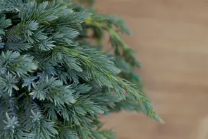 Juniperus squamata 'Blue Spider'