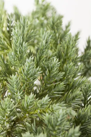 Juniperus squamata 'Blue Star' - LINERS 18 CEL TRAY P10,5 SIZE - image 3