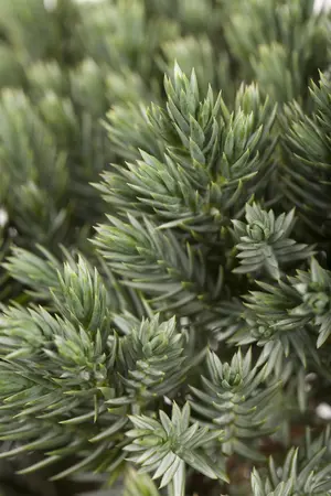 Juniperus squamata 'Blue Star' - LINERS 28 CEL TRAY P9 SIZE - image 1