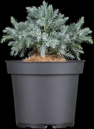 Juniperus squamata 'Blue Star' - 40-50 CM C12 - image 3