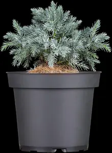 Juniperus squamata 'Blue Star' - 40-50 CM C12 - image 3