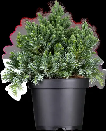 Juniperus squamata 'Blue Star' - 40-50 CM C12 - image 4