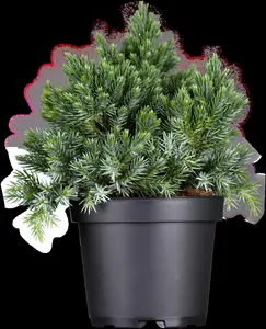 Juniperus squamata 'Blue Star' - 40-50 CM C12 - image 4