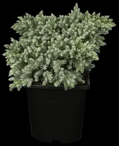 Juniperus squamata 'Blue Star' - 40-50 CM C12 - image 2
