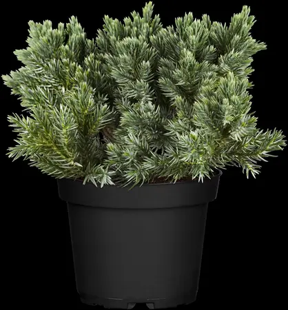 Juniperus squamata 'Blue Star' - 40-50 CM C12 - image 5