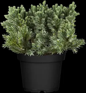 Juniperus squamata 'Blue Star' - 40-50 CM C12 - image 5