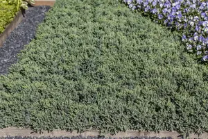 Juniperus squamata 'Blue Star' - 5 Ltr pot - image 5