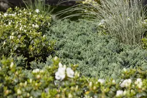 Juniperus squamata 'Blue Star' - 25-30 CM C3 - image 4