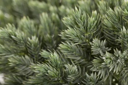 Juniperus squamata 'Blue Star' - LINERS 32 CEL TRAY P7 SIZE - image 2