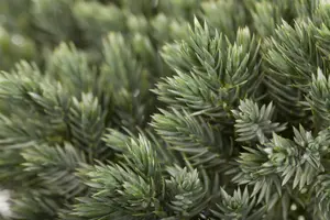Juniperus squamata 'Blue Star' - LINERS 18 CEL TRAY P10,5 SIZE - image 2