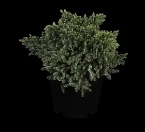Juniperus squamata 'Blue Star' - 40-50 CM C12 - image 5