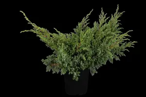 Juniperus squamata 'Blue Swede' - PLUG/CELGROWN 144 CEL TRAY - image 2