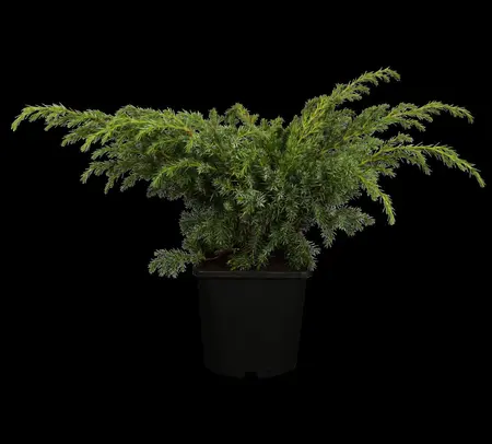 Juniperus squamata 'Blue Swede' - PLUG/CELGROWN 144 CEL TRAY - image 1