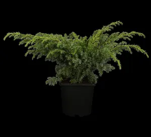 Juniperus squamata 'Blue Swede' - P10.5 - image 1