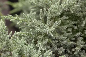 Juniperus squamata 'Gold Tip'