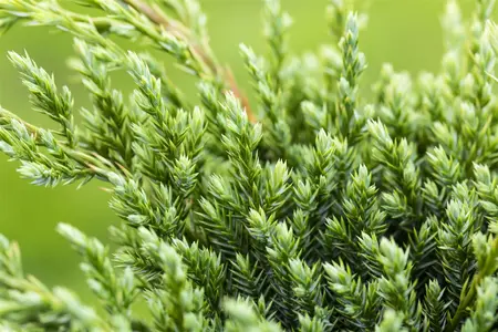 Juniperus squamata 'Gold Tip' - 80-100 CM C35 - image 2
