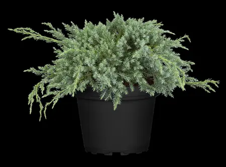 Juniperus squamata 'Gold Tip' - 80-100 CM C35 - image 3