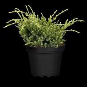 Juniperus squamata 'Holger' - 2 Ltr pot - image 3