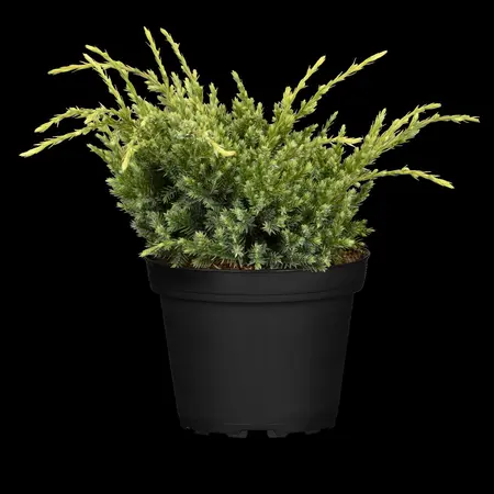 Juniperus squamata 'Holger' - 40-50 CM C7.5 - image 3