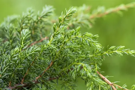 Juniperus squamata 'Holger' - 2 Ltr pot - image 2