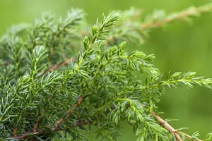 Juniperus squamata 'Holger' - 2 Ltr pot - image 2