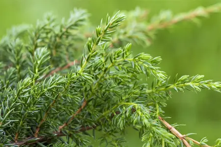 Juniperus squamata 'Holger' - 1.5 Ltr pot