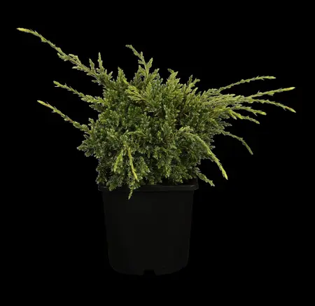Juniperus squamata 'Holger' - 2 Ltr pot - image 1