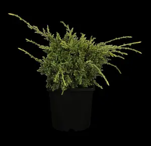 Juniperus squamata 'Holger' - 12-15 CM P9 - image 1