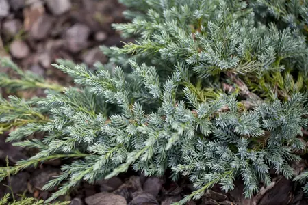 Juniperus squamata 'Little Joanna' - P9