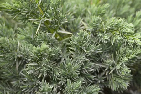 Juniperus squamata 'Meyeri' - PLUG/CELGROWN 144 CEL TRAY - image 1