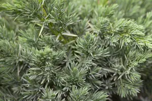 Juniperus squamata 'Meyeri'