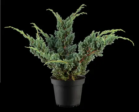 Juniperus squamata 'Meyeri' - PLUG/CELGROWN 144 CEL TRAY - image 2