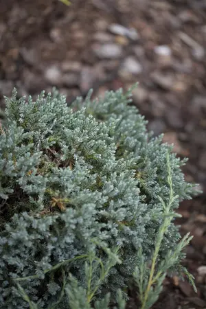 Juniperus squamata 'Tropical Blue' - 25-30 CM C5 - image 1