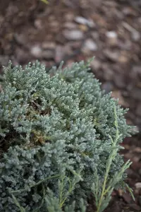 Juniperus squamata 'Tropical Blue'