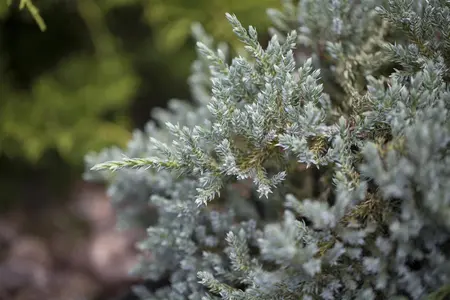 Juniperus squamata 'Tropical Blue' - 25-30 CM C5 - image 2