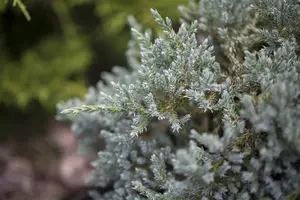Juniperus squamata 'Tropical Blue' - 25-30 CM C5 - image 2