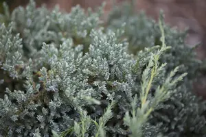 Juniperus squamata 'Tropical Blue' - 25-30 CM C5 - image 3