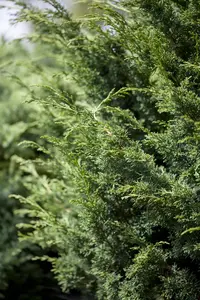 Juniperus virginiana 'Canaertii'