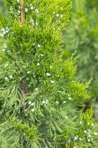 Juniperus virginiana 'Canaertii' - P11 - image 5