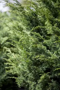 Juniperus virginiana 'Canaertii' - 125-150 CM C45 - image 1